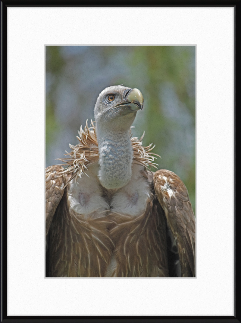 Gyps Fulvus - Great Pictures Framed