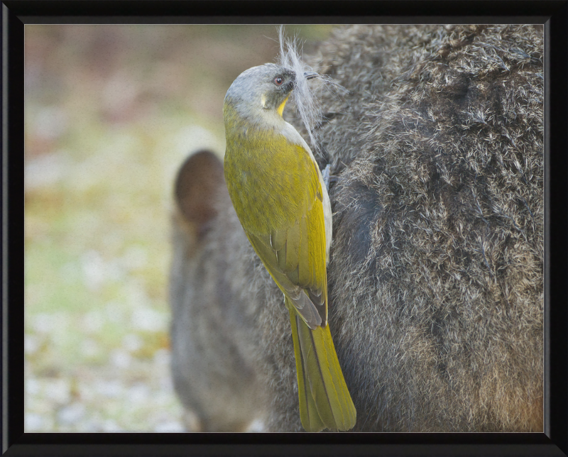 Lichenostomus Flavicollis Stealing Hair From Thylogale Billardierii for Nest - Great Pictures Framed