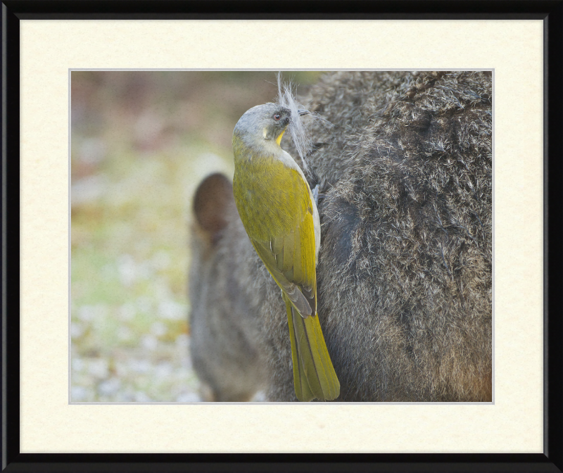 Lichenostomus Flavicollis Stealing Hair From Thylogale Billardierii for Nest - Great Pictures Framed
