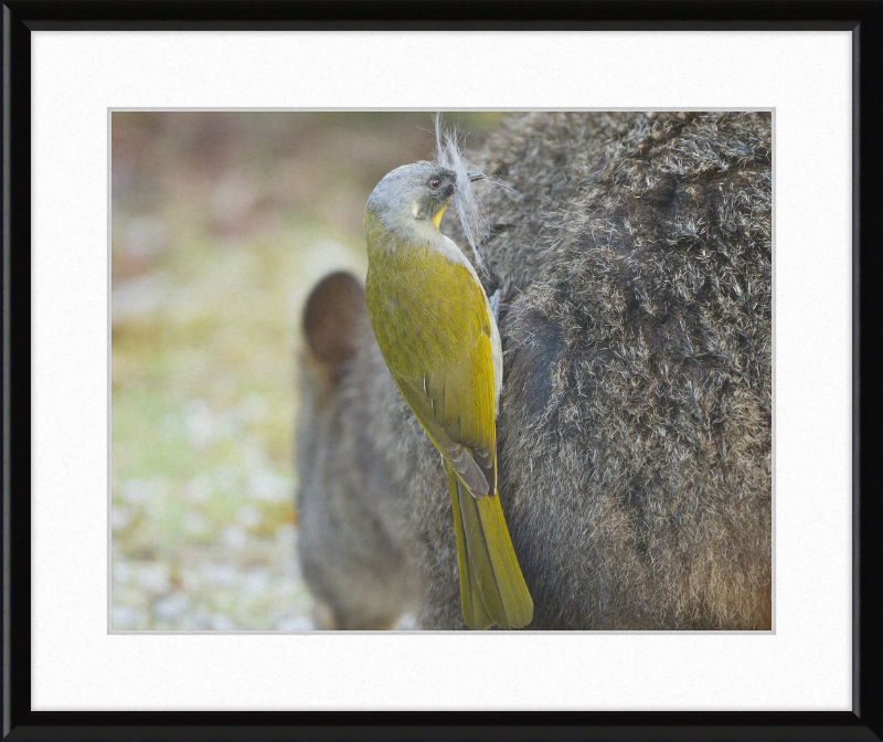 Lichenostomus Flavicollis Stealing Hair From Thylogale Billardierii for Nest - Great Pictures Framed