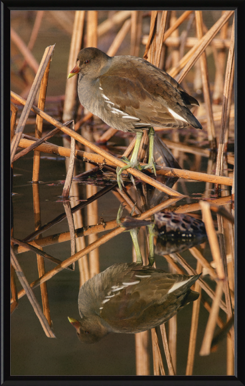 Common Moorhen in Suita, Osaka, Japan - Great Pictures Framed