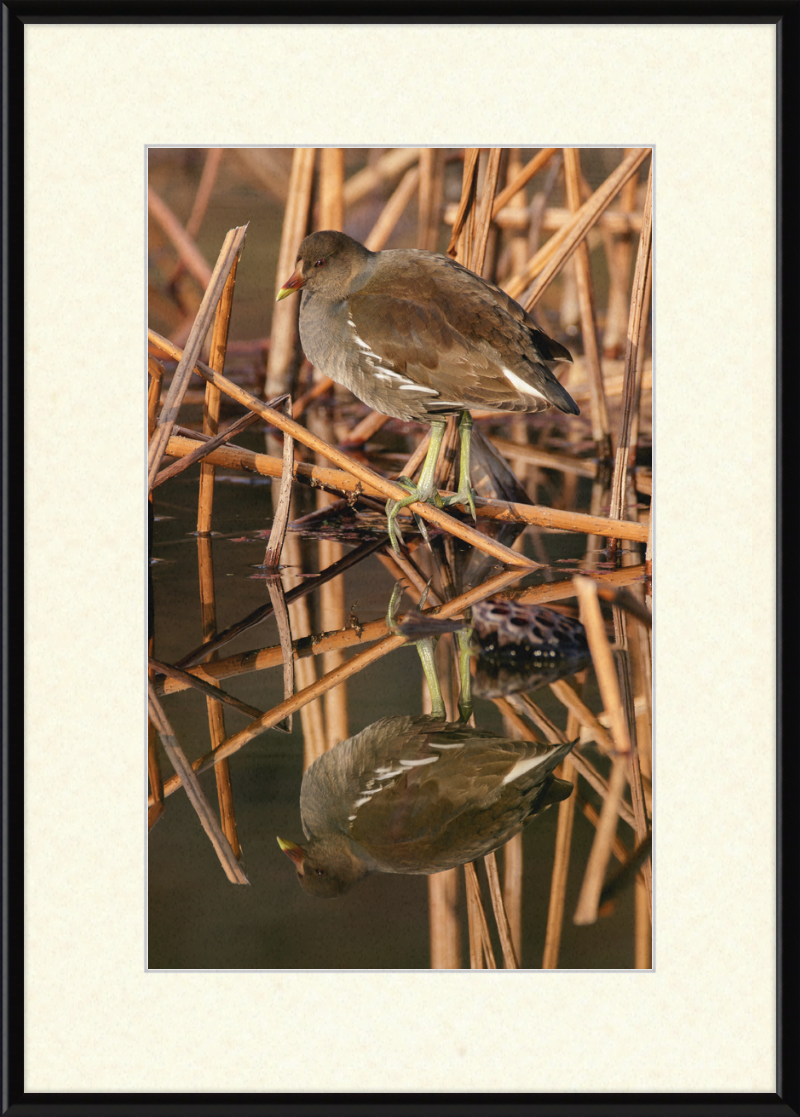 Common Moorhen in Suita, Osaka, Japan - Great Pictures Framed