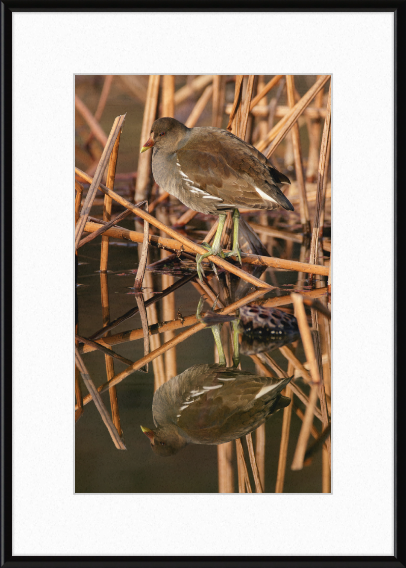 Common Moorhen in Suita, Osaka, Japan - Great Pictures Framed