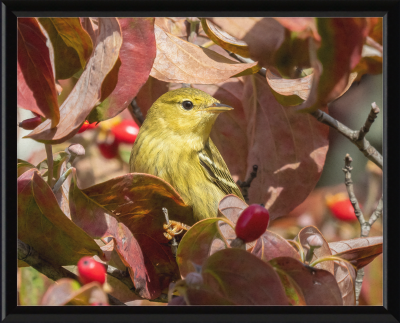 The Blackpoll Warbler - Great Pictures Framed