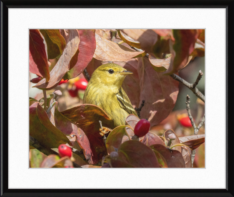 The Blackpoll Warbler - Great Pictures Framed