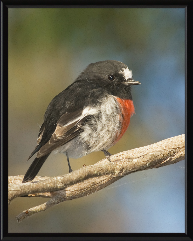 Petroica boodang in the Meehan Range - Great Pictures Framed