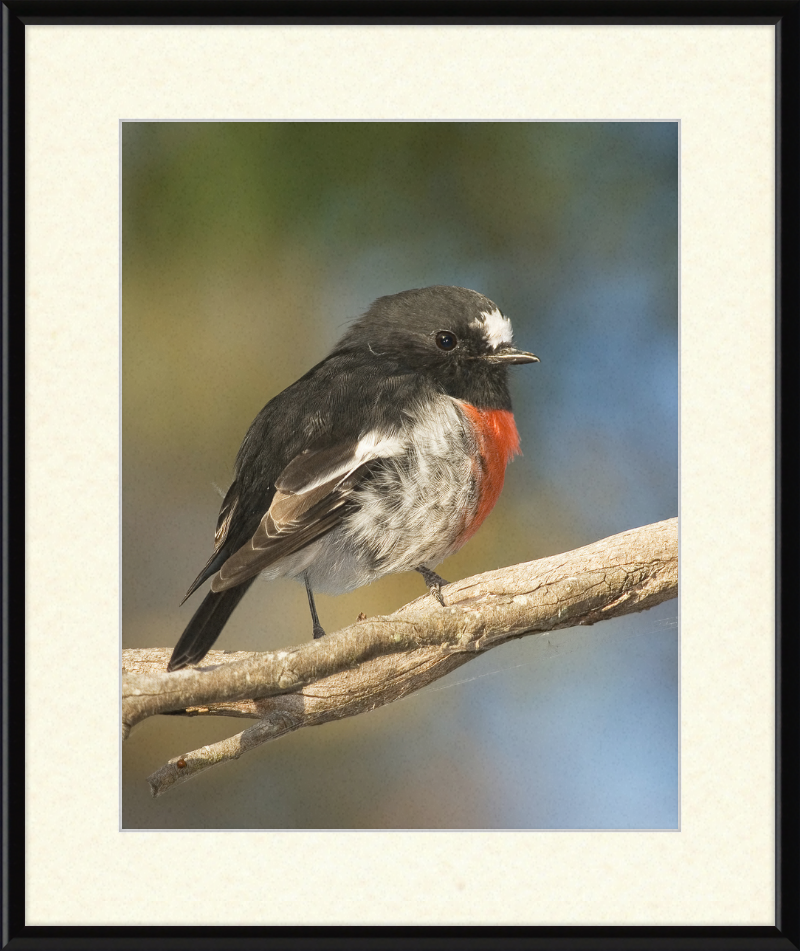 Petroica boodang in the Meehan Range - Great Pictures Framed