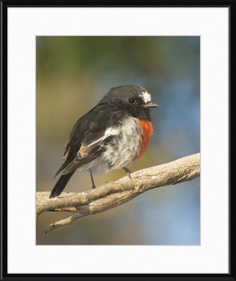Petroica boodang in the Meehan Range - Great Pictures Framed