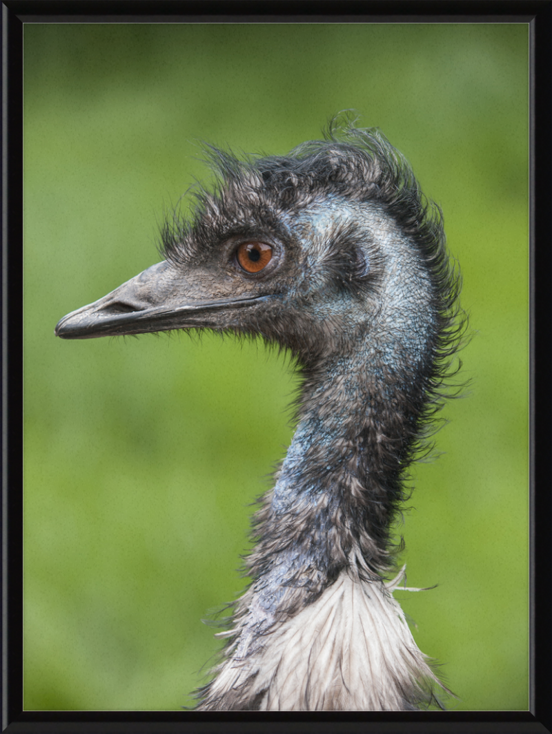 Dromaius Novaehollandiae in the Battersea Park Children's Zoo - Great Pictures Framed