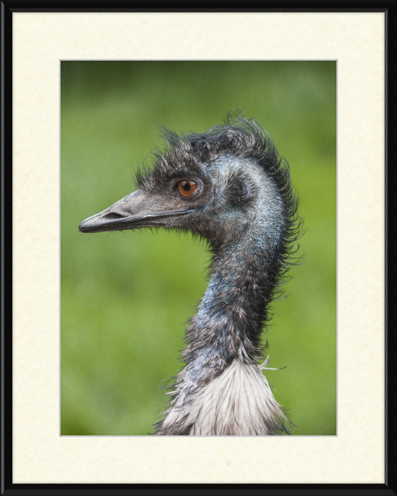 Dromaius Novaehollandiae in the Battersea Park Children's Zoo - Great Pictures Framed
