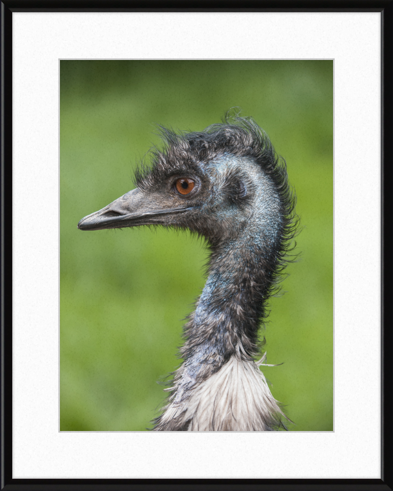 Dromaius Novaehollandiae in the Battersea Park Children's Zoo - Great Pictures Framed