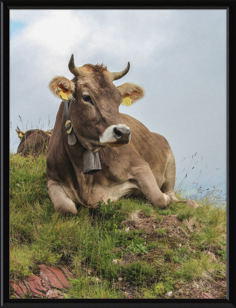 A Resting Cow in Flumserberg, Switzerland - Great Pictures Framed