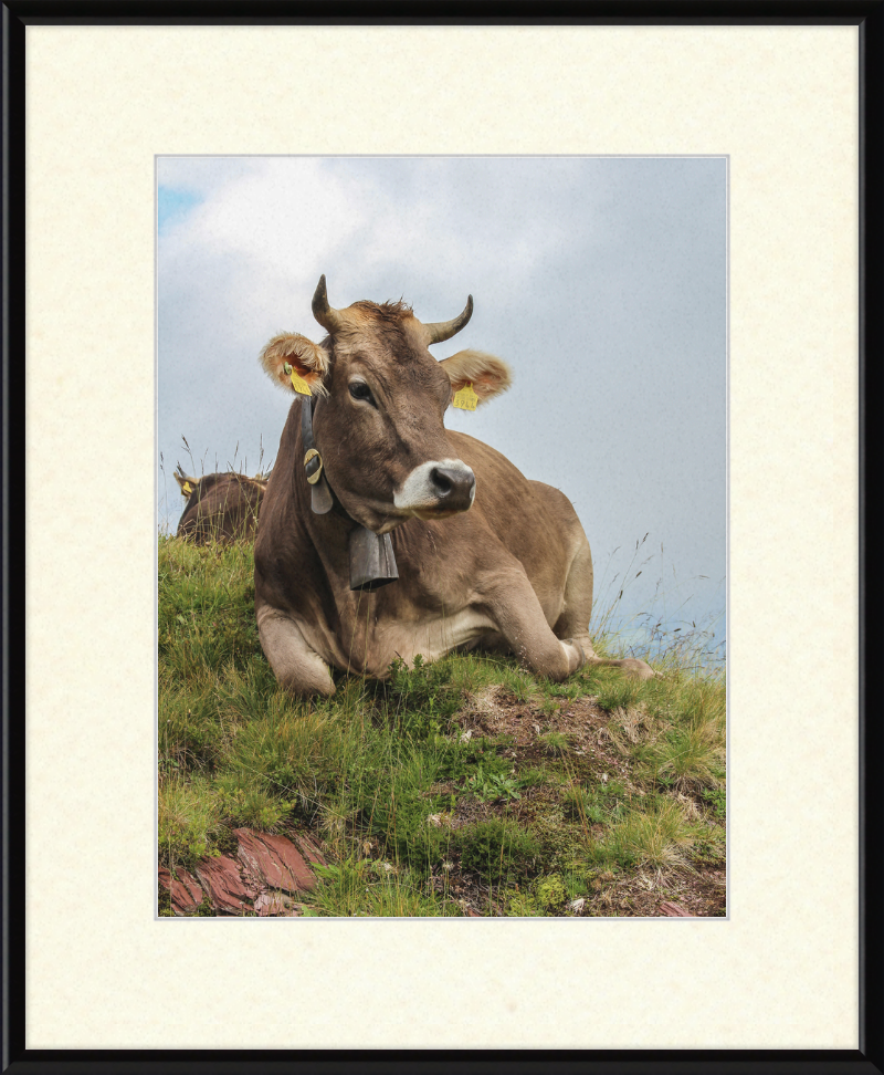 A Resting Cow in Flumserberg, Switzerland - Great Pictures Framed