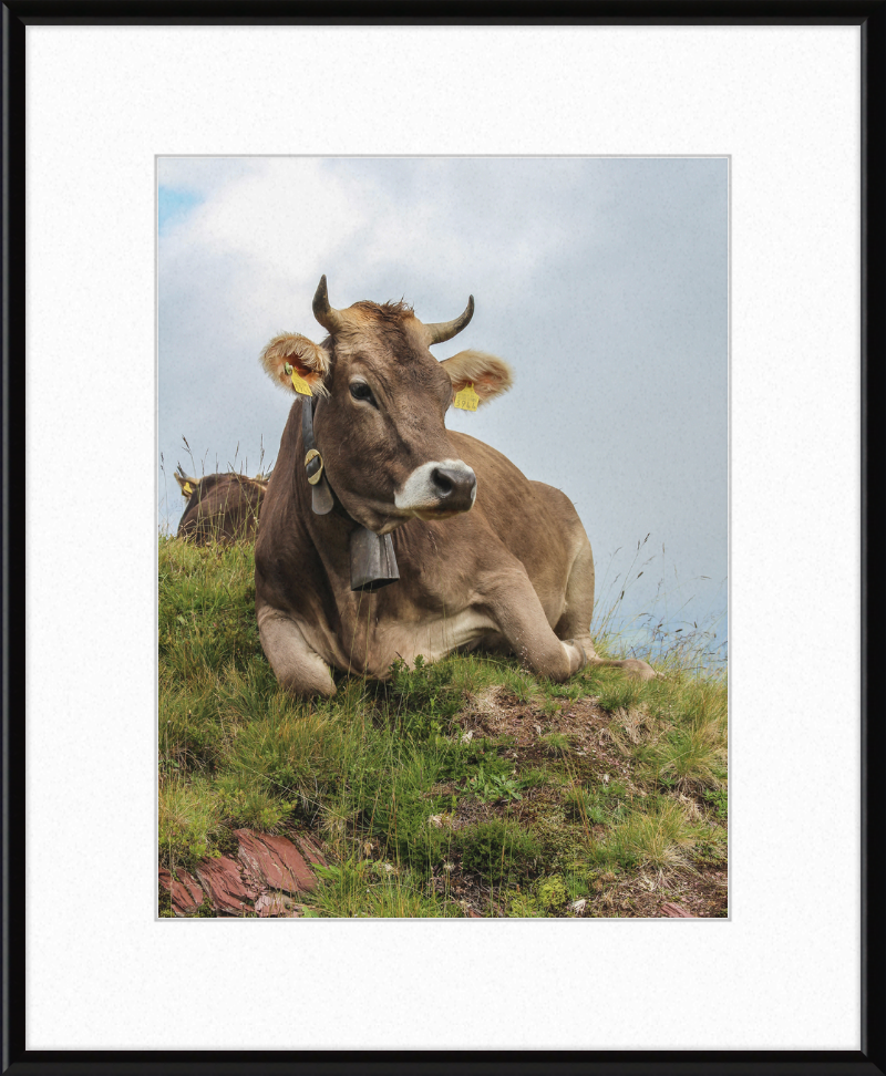 A Resting Cow in Flumserberg, Switzerland - Great Pictures Framed