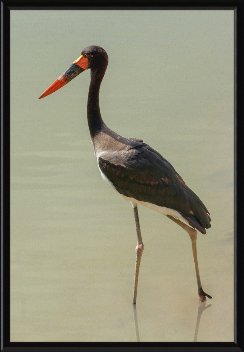 The Senegal Saddle-billed Stork at Résèrve Africaine de Sigean - Great Pictures Framed