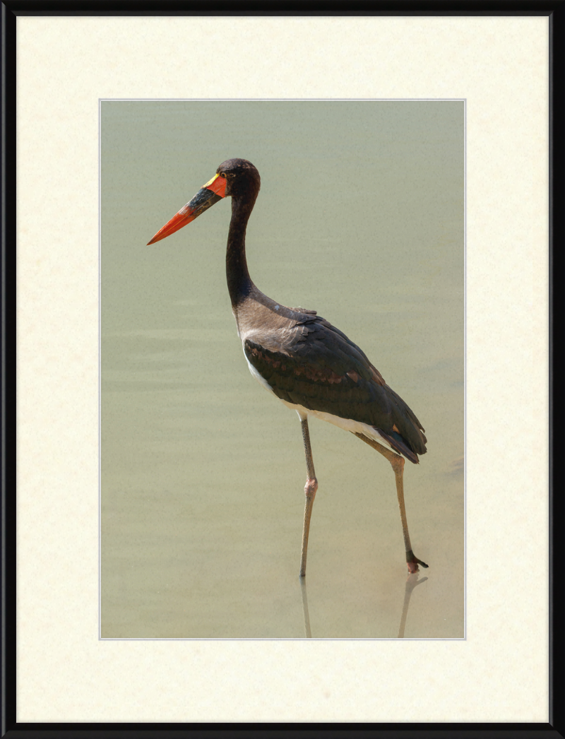The Senegal Saddle-billed Stork at Résèrve Africaine de Sigean - Great Pictures Framed