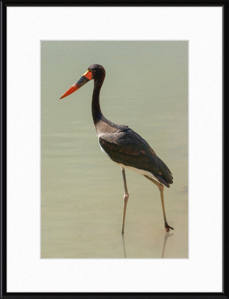 The Senegal Saddle-billed Stork at Résèrve Africaine de Sigean - Great Pictures Framed