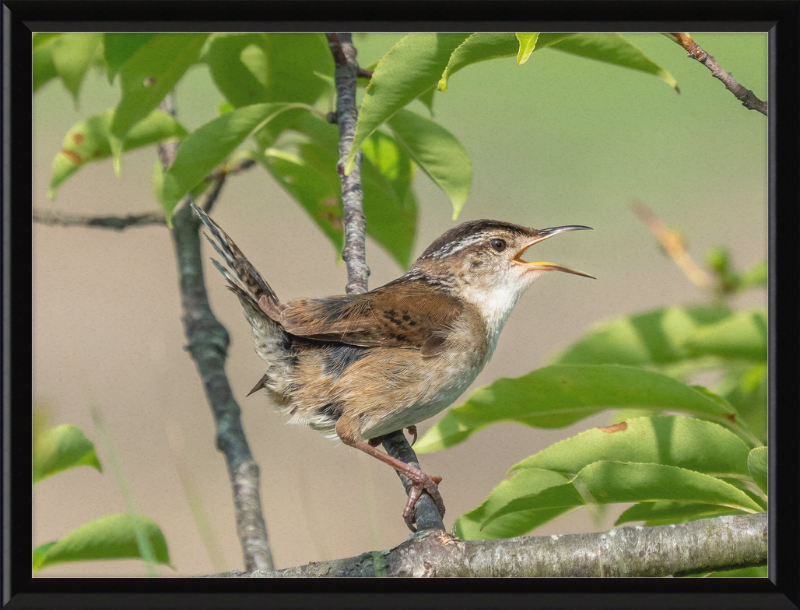 Marsh Wren at Hammonasset Beach - Great Pictures Framed