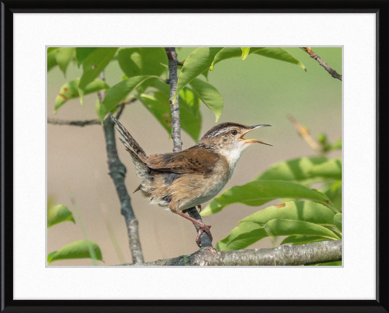 Marsh Wren at Hammonasset Beach - Great Pictures Framed