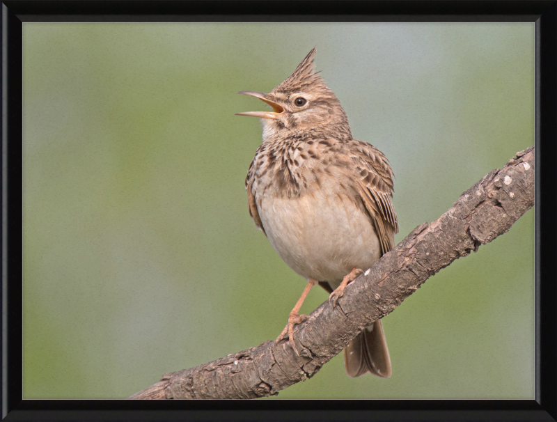 The Crested Lark - Great Pictures Framed