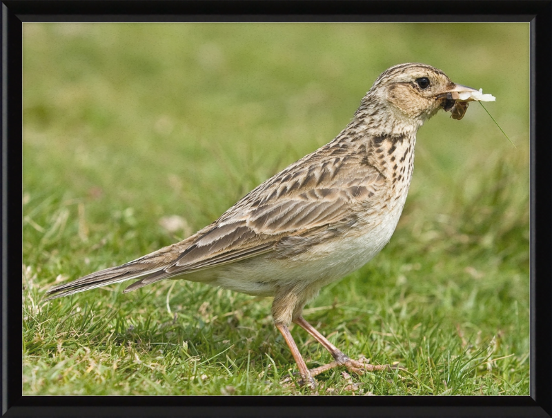 Skylark, Lake District, England - Great Pictures Framed