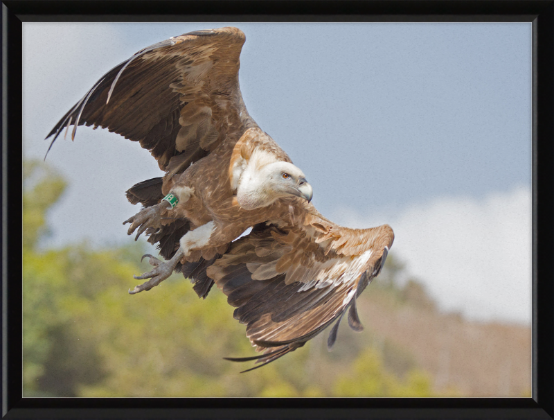 Griffon Vulture - Great Pictures Framed