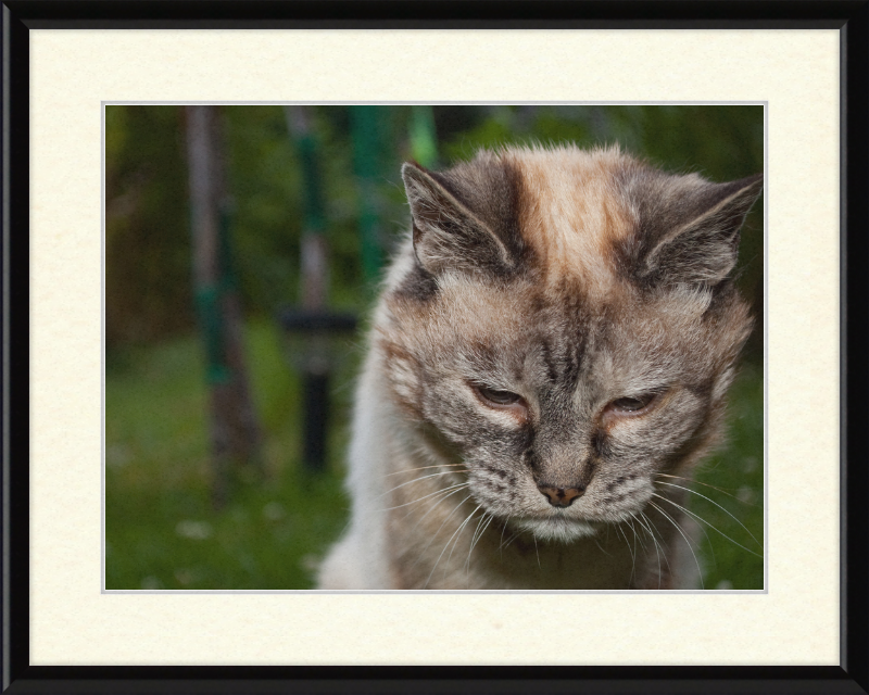Tired 20-Year-Old Cat - Great Pictures Framed