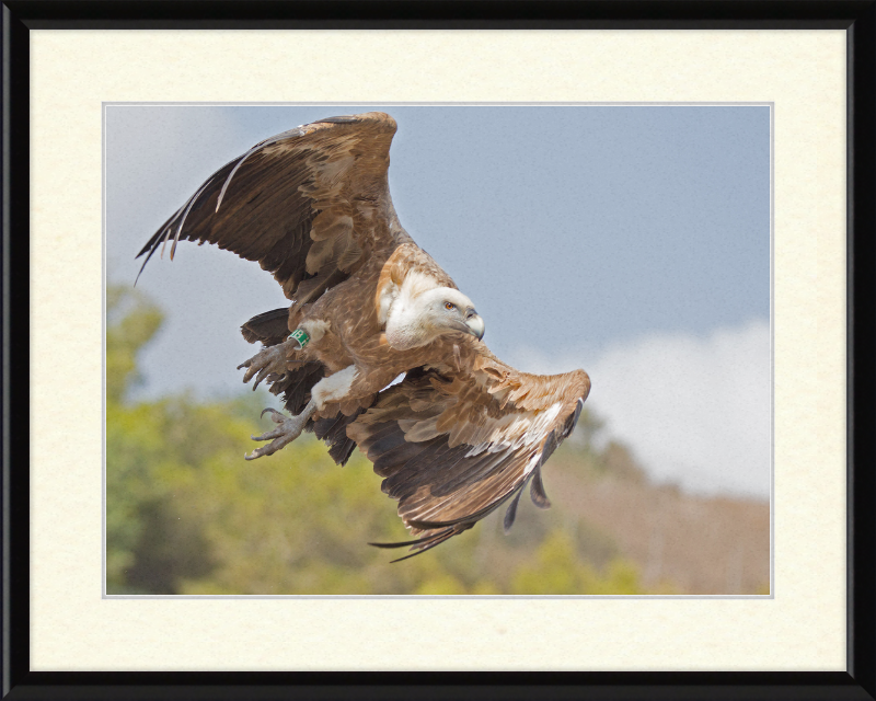 Griffon Vulture - Great Pictures Framed