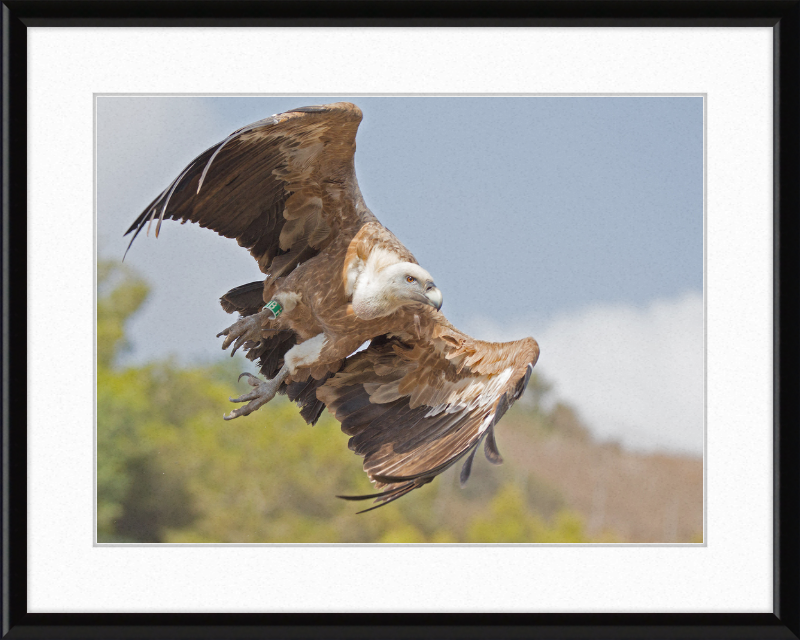 Griffon Vulture - Great Pictures Framed