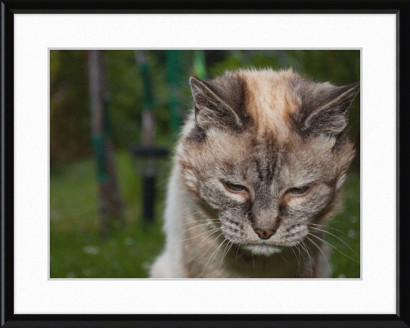 Tired 20-Year-Old Cat - Great Pictures Framed