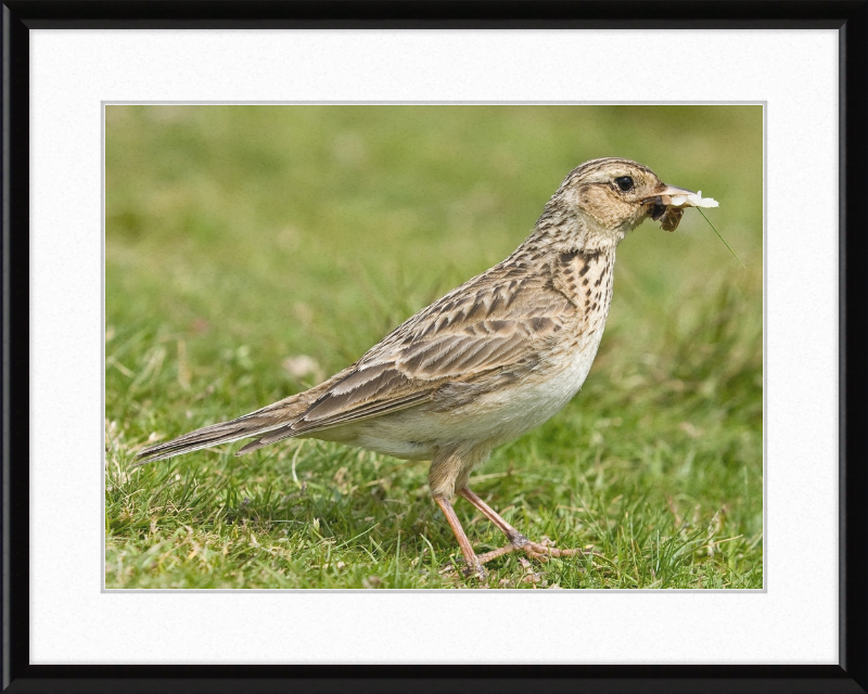Skylark, Lake District, England - Great Pictures Framed