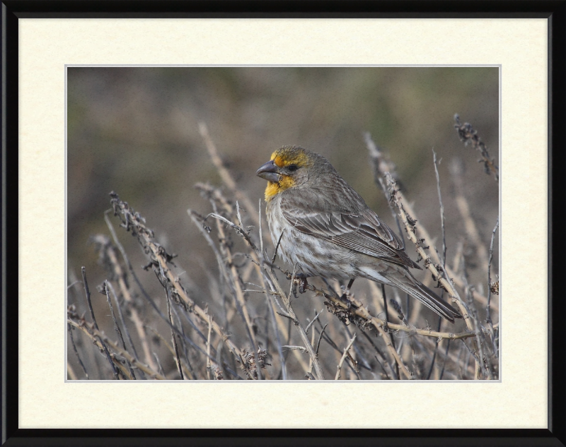 House Finch - Great Pictures Framed