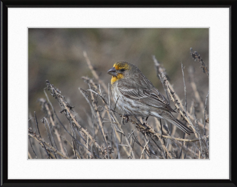 House Finch - Great Pictures Framed