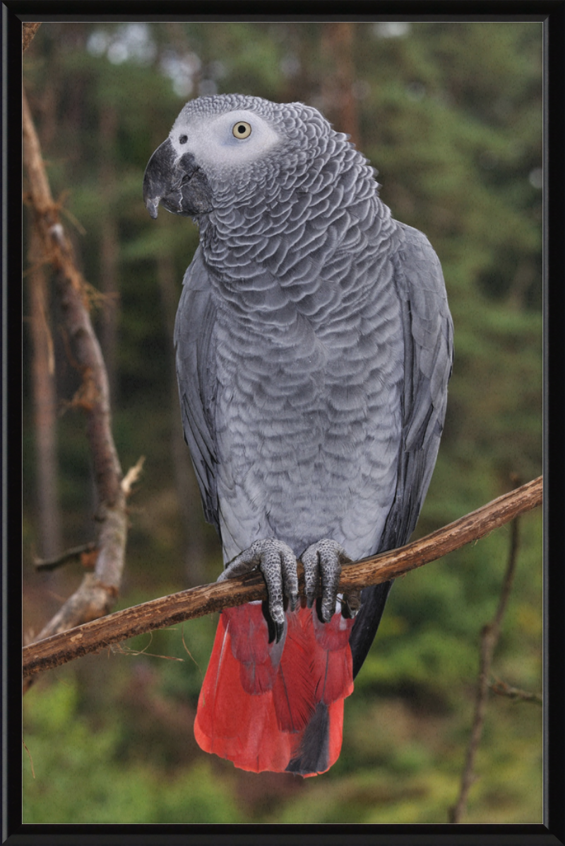 Psittacus erithacus - Great Pictures Framed