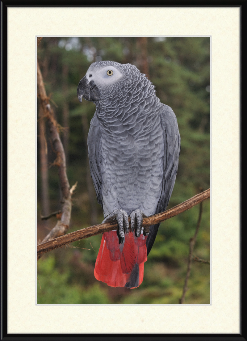 Psittacus erithacus - Great Pictures Framed