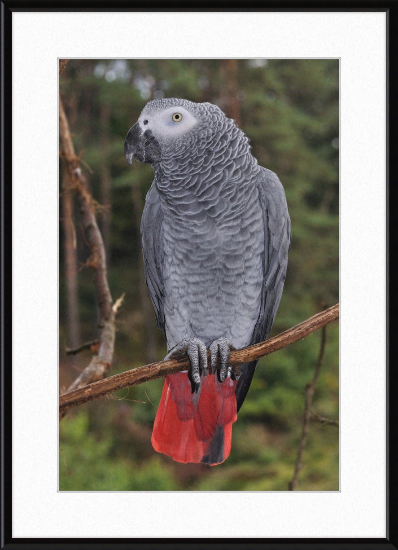Psittacus erithacus - Great Pictures Framed