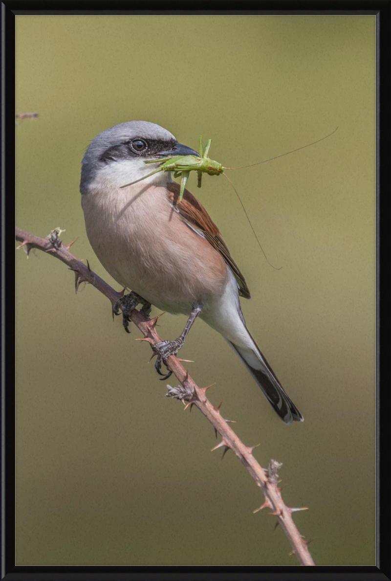 Neuntöter mit erbeutetem Heupferd im Geo-Naturpark Bergstraße-Odenwald - Great Pictures Framed