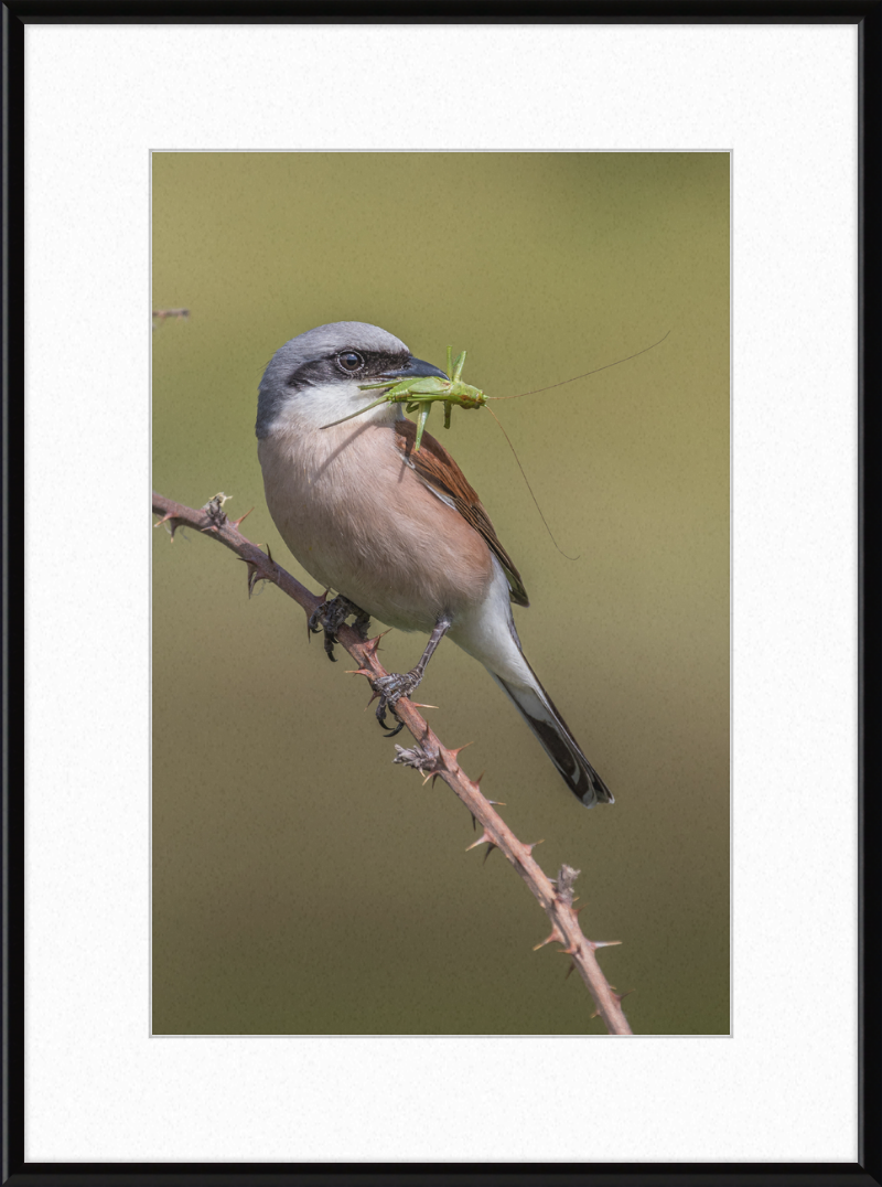 Neuntöter mit erbeutetem Heupferd im Geo-Naturpark Bergstraße-Odenwald - Great Pictures Framed