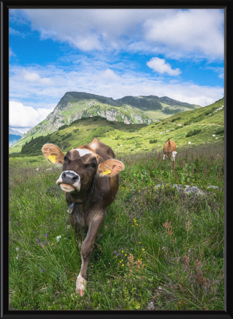 Cattle in the Kops and Zeinis Lake Area. - Great Pictures Framed