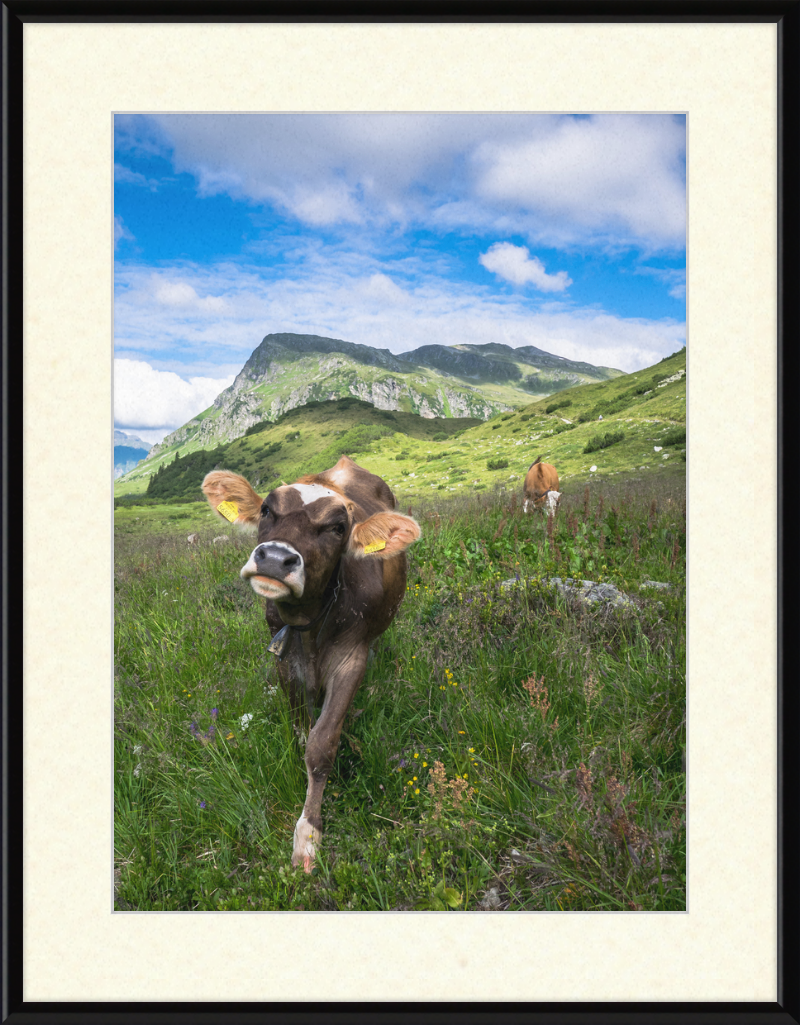 Cattle in the Kops and Zeinis Lake Area. - Great Pictures Framed