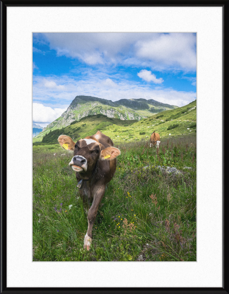 Cattle in the Kops and Zeinis Lake Area. - Great Pictures Framed