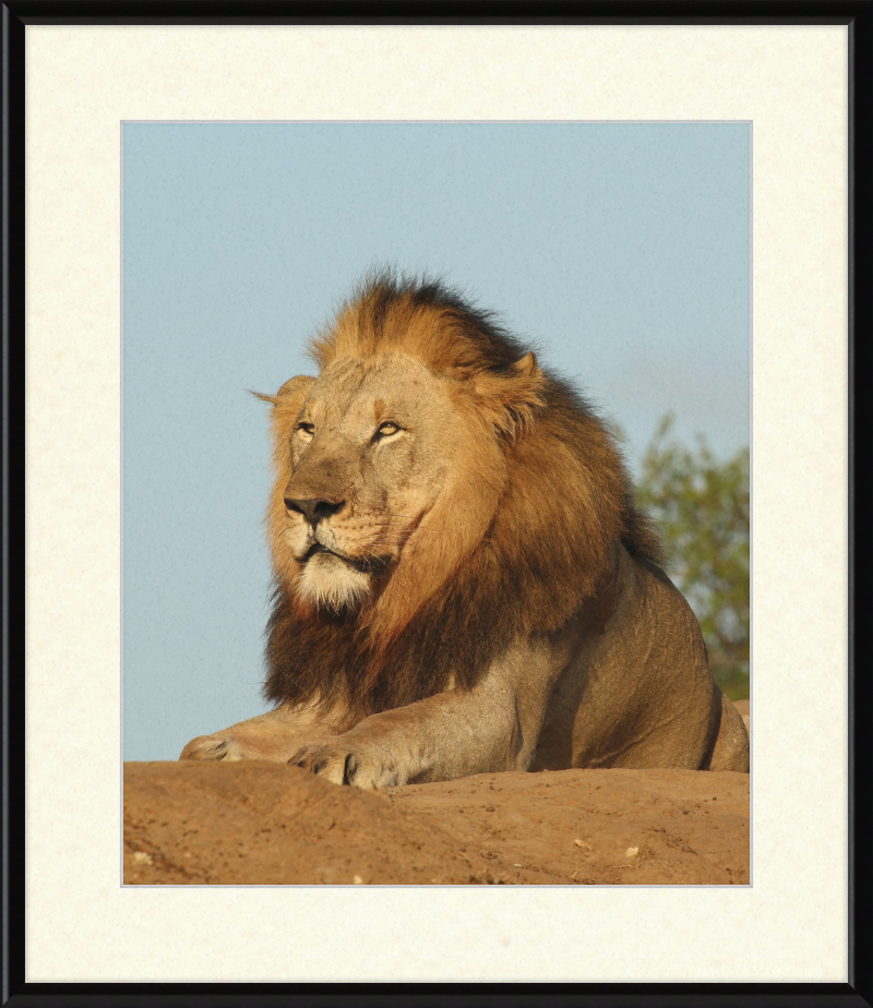 Lion (Panthera leo) Male - Great Pictures Framed