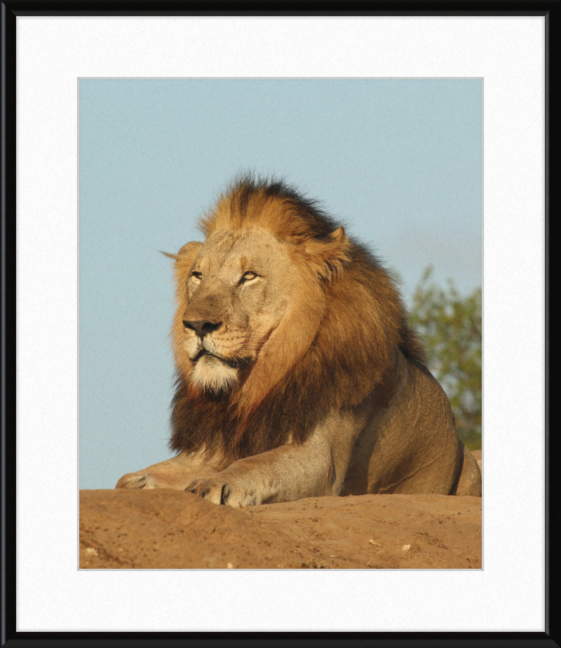 Lion (Panthera leo) Male - Great Pictures Framed