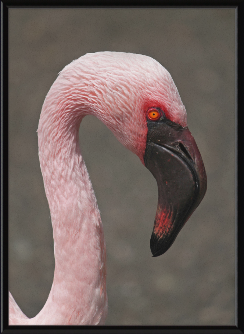 Phoeniconaias minor - Great Pictures Framed