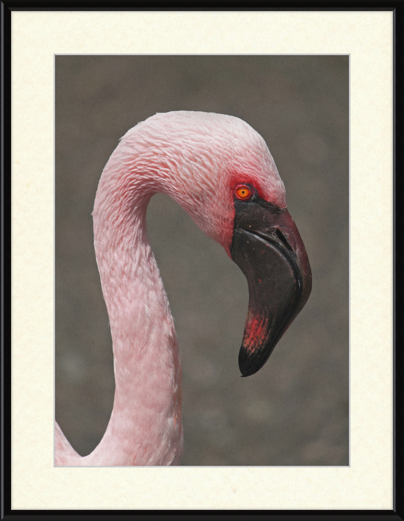Phoeniconaias minor - Great Pictures Framed