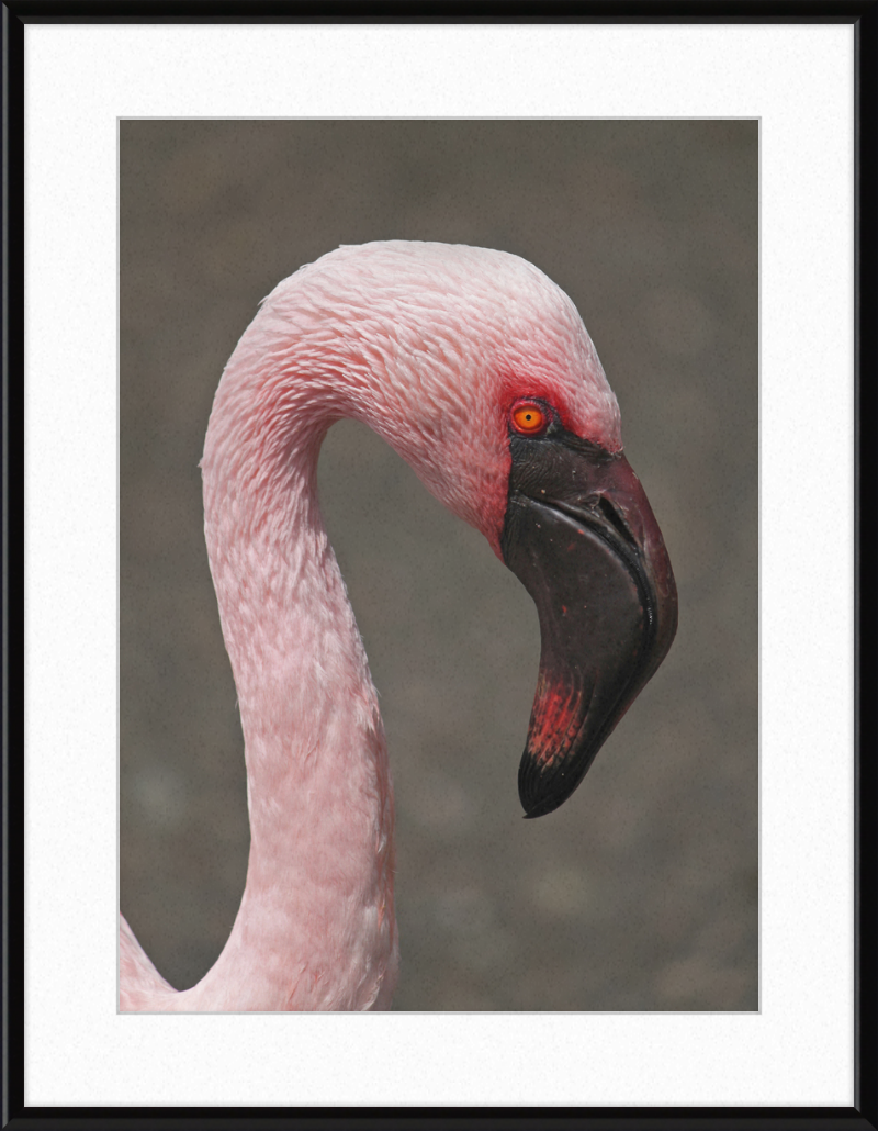 Phoeniconaias minor - Great Pictures Framed