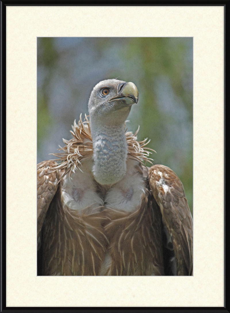 Gyps Fulvus - Great Pictures Framed