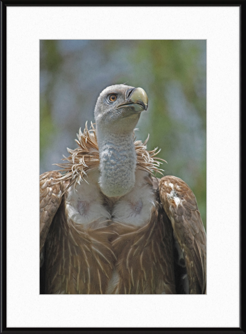 Gyps Fulvus - Great Pictures Framed