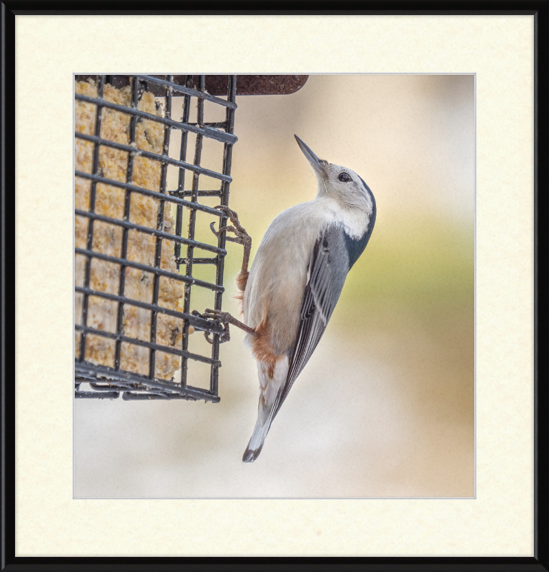 White-breasted Nuthatch - Great Pictures Framed