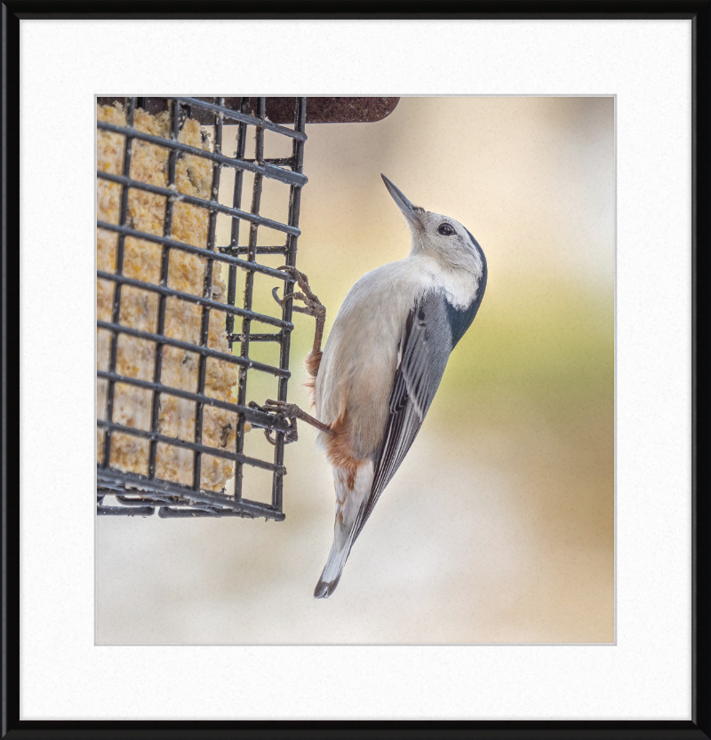 White-breasted Nuthatch - Great Pictures Framed